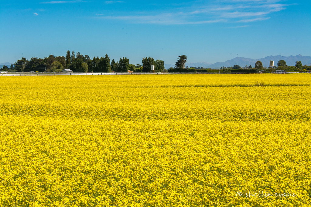 Vibrant Mustard Seed Flowers, Winton, New Zealand Mustard … Flickr