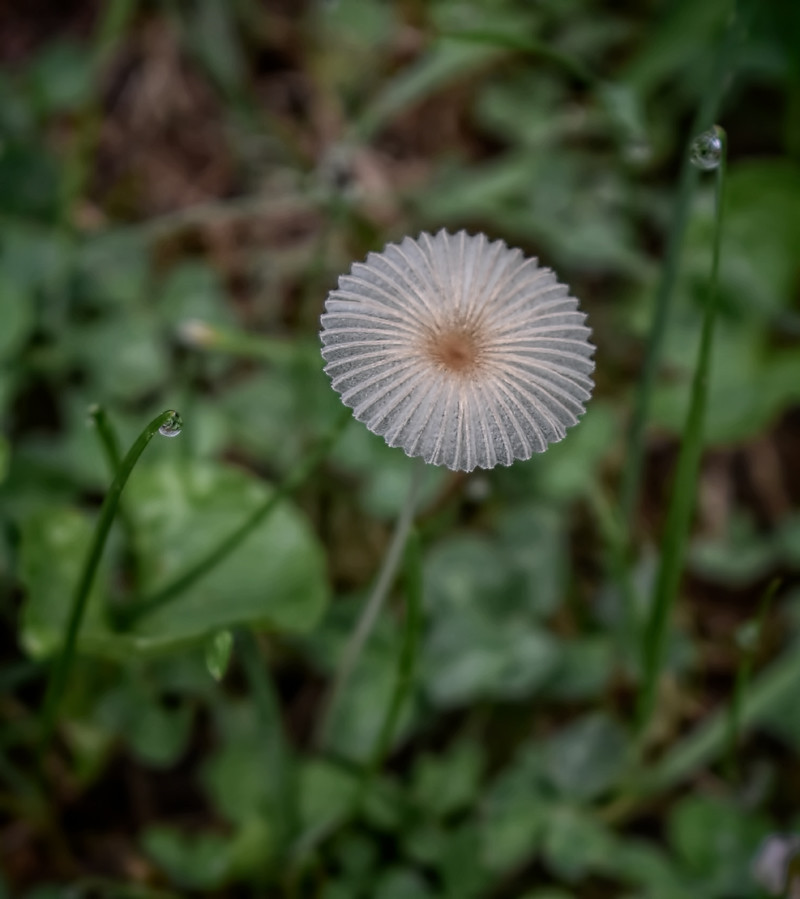 Japanese Parasol Or Pleated Inky Cap Hcs Happy Cliche Sat Flickr
