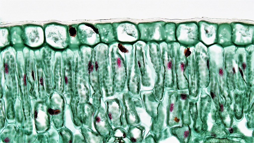 Angiosperm Morphology Adaxial Epidermis in Ligustrum Flickr