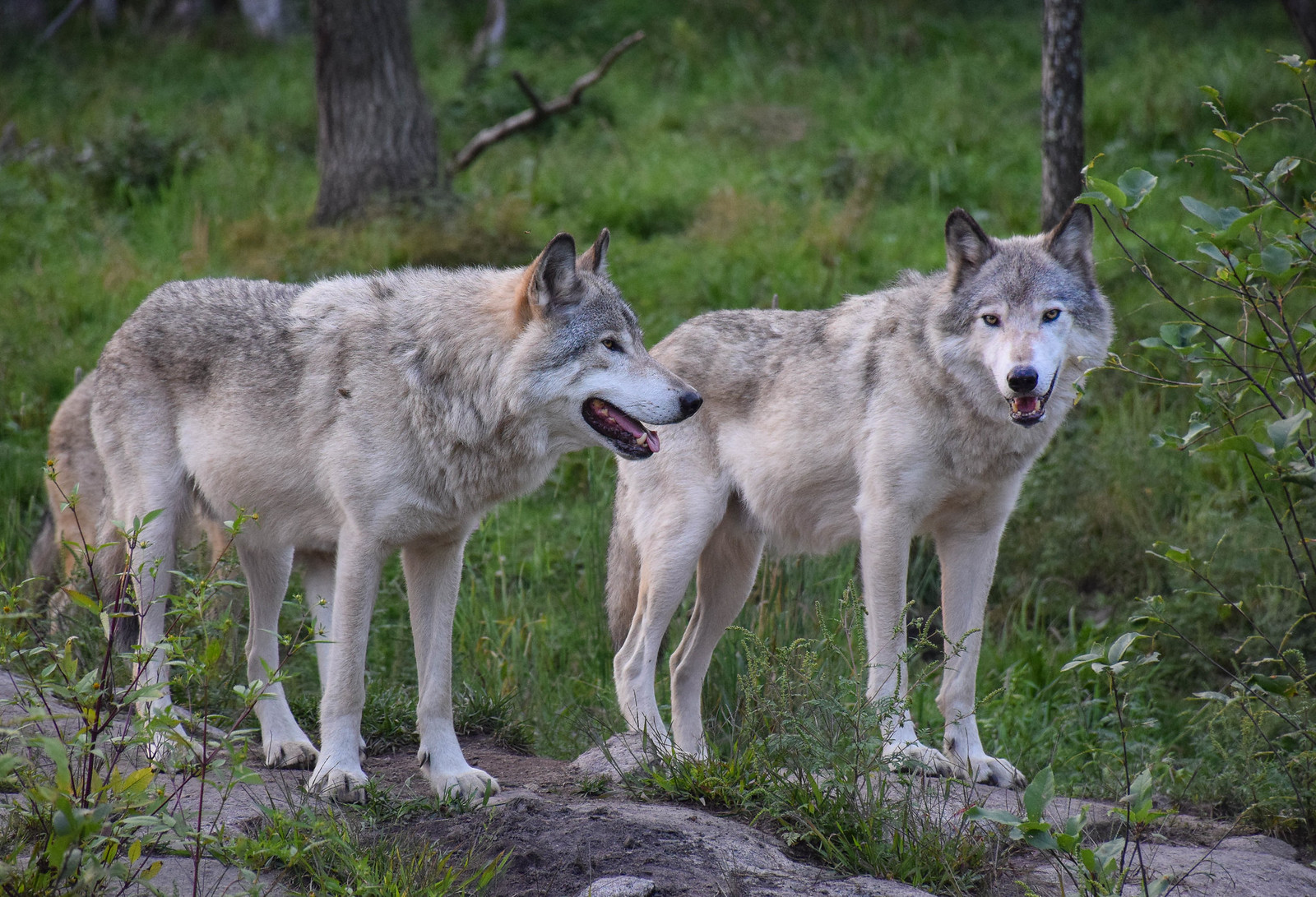 Dancing With Wolves at Parc Omega, Canada Travel Bliss Now