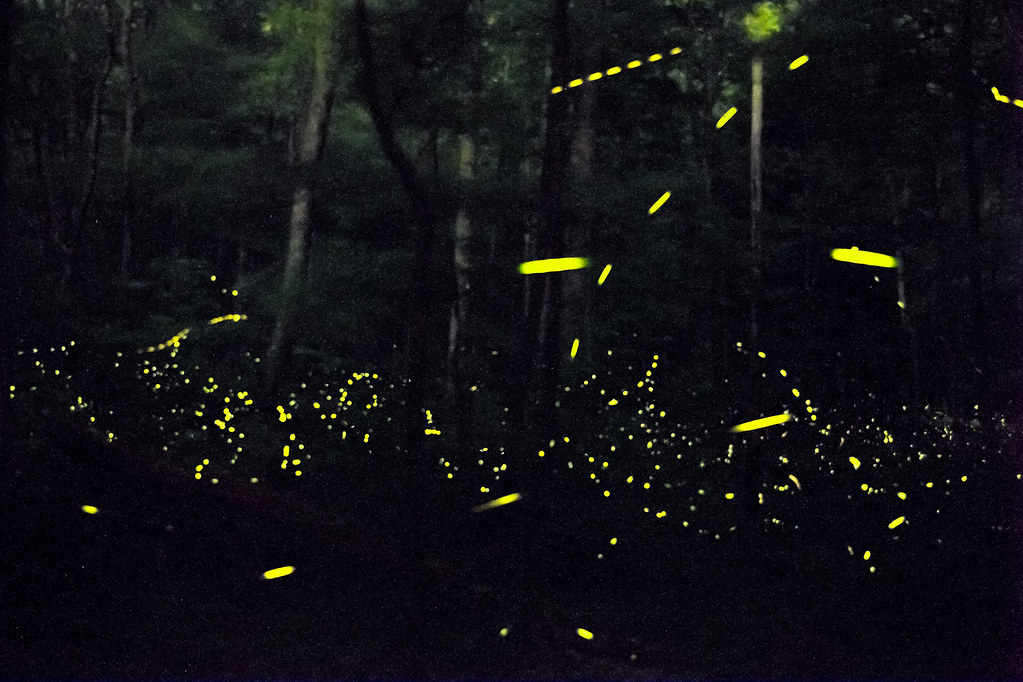 great smoky mountains fireflies fireflies in smoky mountai… Flickr
