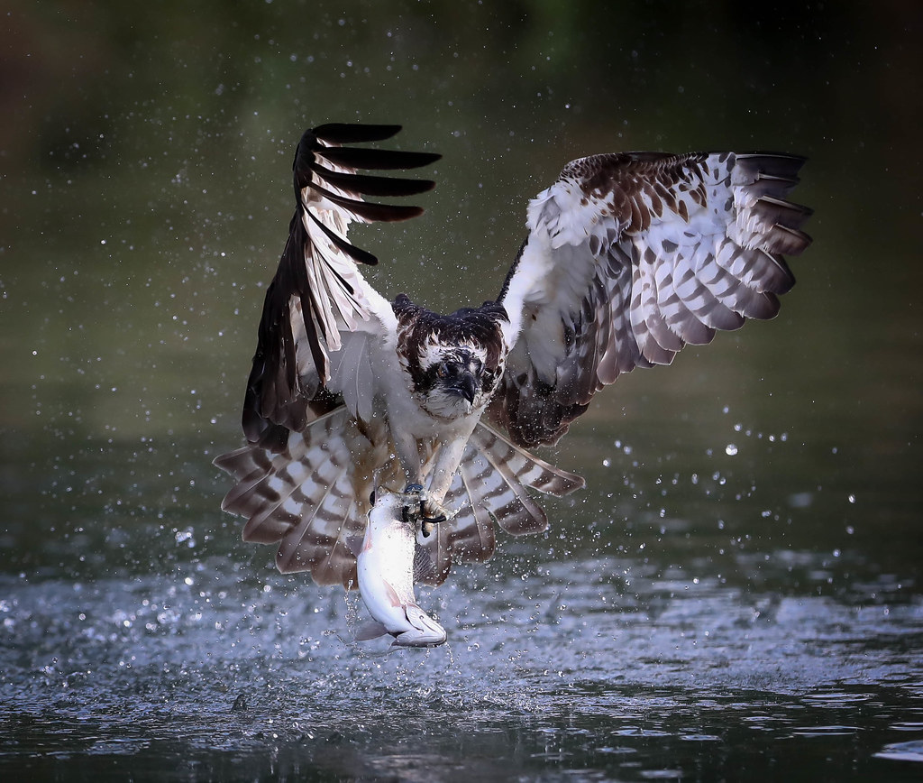 Osprey Rutland Water tony rawson Flickr