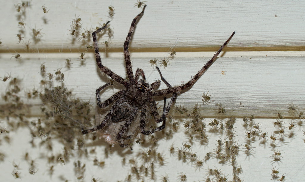 Birthday This Wolf Spider (I think) decided to give birth … Flickr
