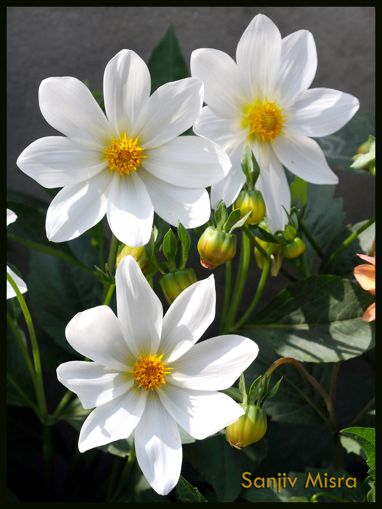 GOOD MORNING WITH FRESH FLOWERS Sanjiv Misra Flickr