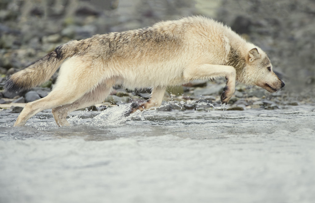 Alaskan Gray Wolf The wolf entered the stream directly