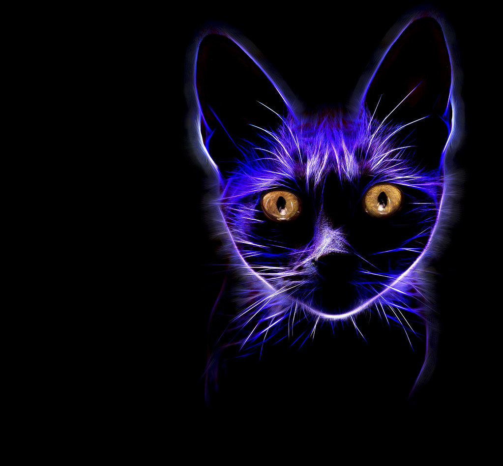 List 101+ Pictures Why Do Cats Eyes Glow In Pictures Latest