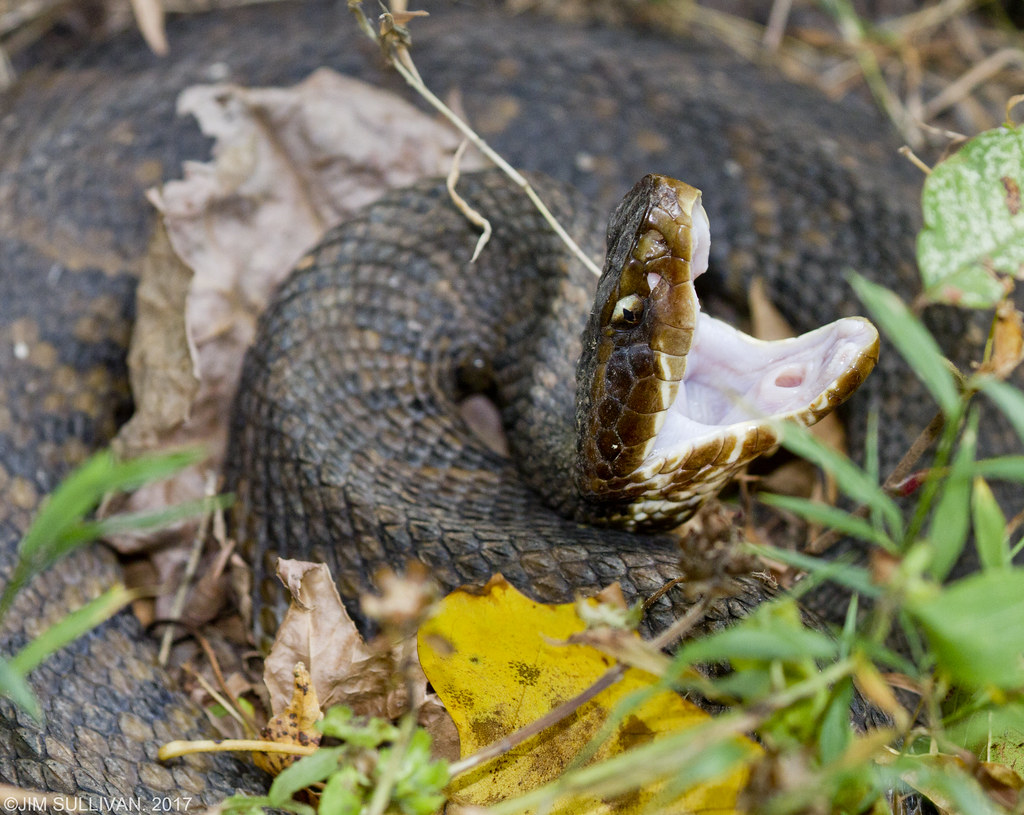 Water Moccasin by Jim Sullivan Snake Road. Shawnee Nationa… Flickr