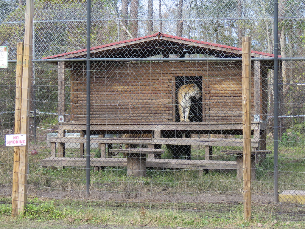 Catty Shack Big Cat Rescue The Electronic Nomad