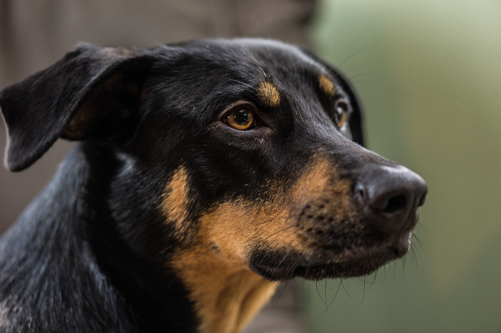 Darla Chien créole Berger Guadeloupe Secoure animaux Guade… Flickr