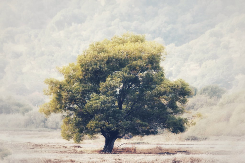 All by myself This tree stands alone! One of our evergreen… Flickr