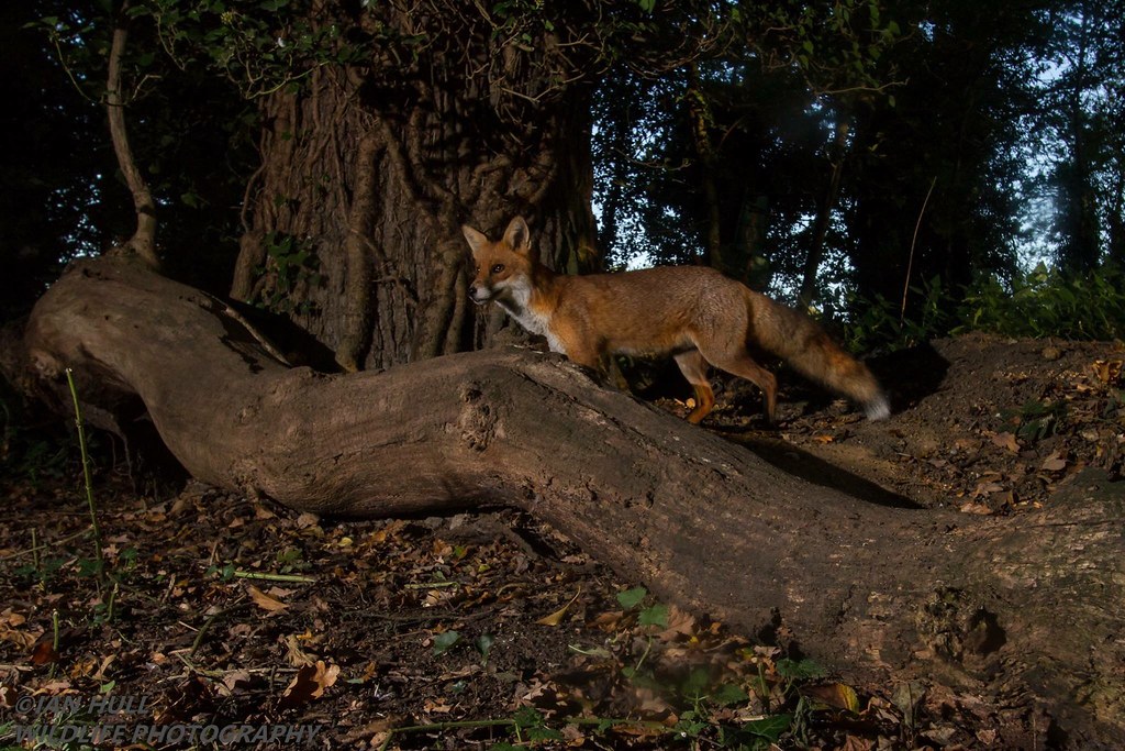Fox In The Woods Ian Hull Flickr