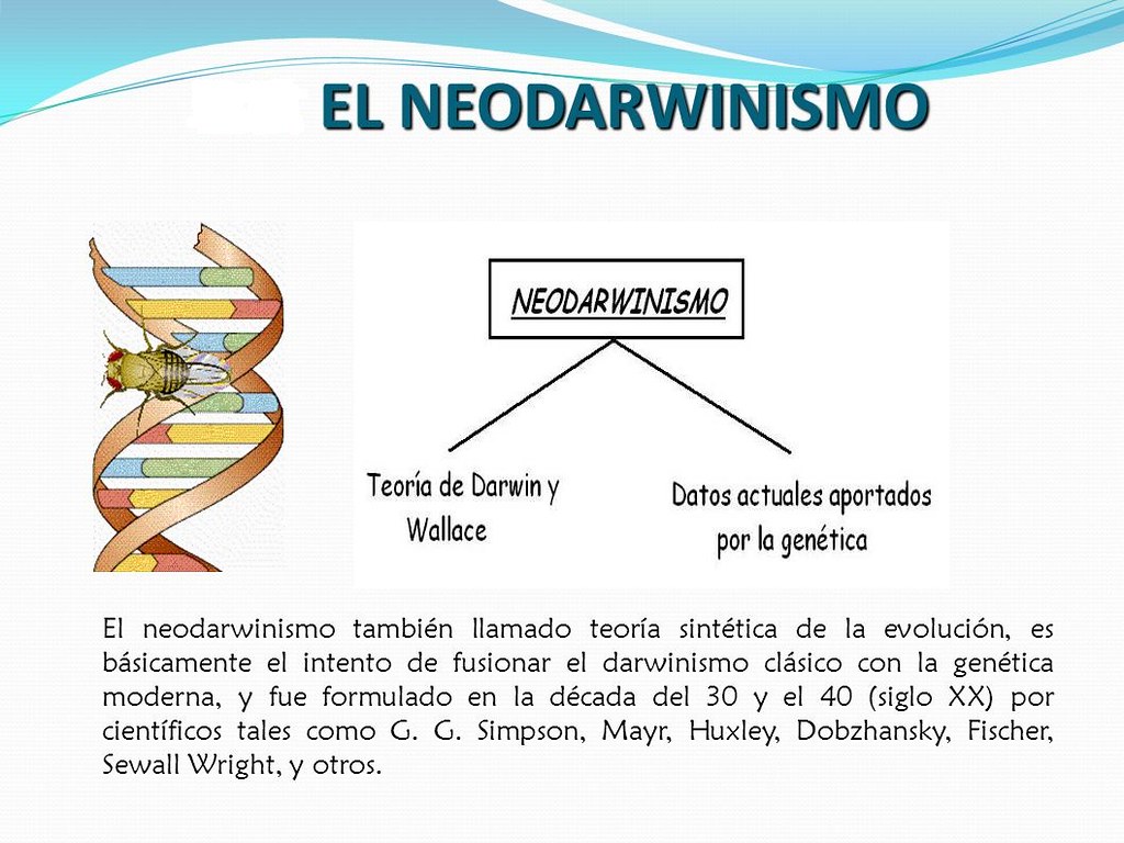 El Neodarwinismo El neodarwinismo también llamado teoría s… Flickr