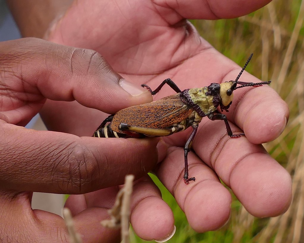 The bugs are large in Africa! I think this is Common Milkw… Flickr