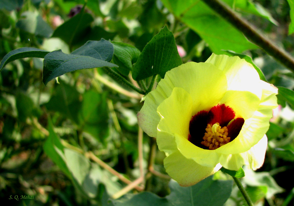 KAPAS KA PHOOL PDF
