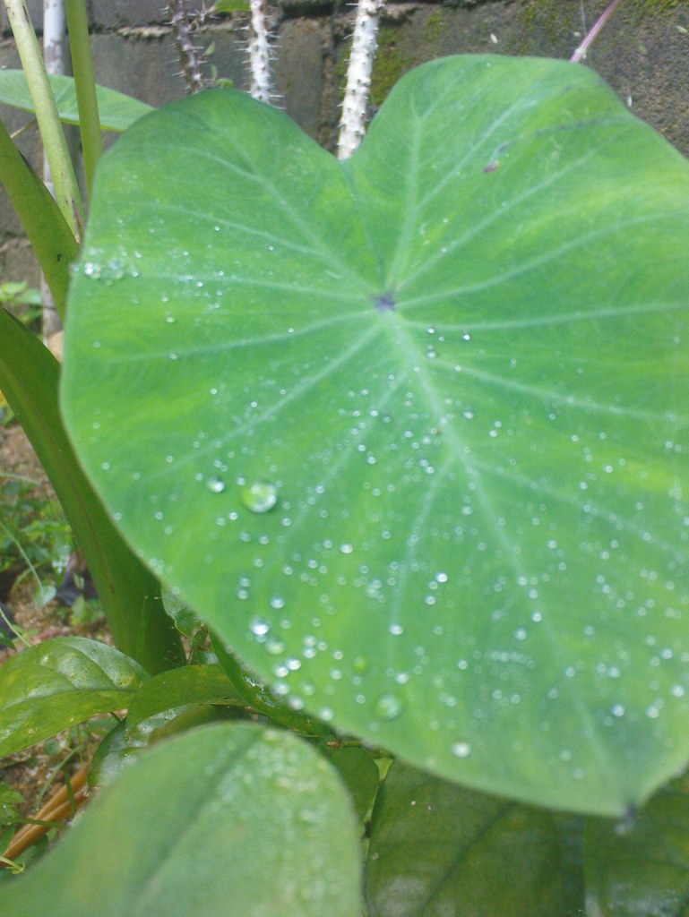 Gambar Aneka Macam Jenis Tanaman Keladi Hias Gambar Daun di Rebanas