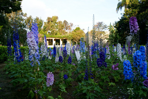 Delphinium Flowers Alcazar Garden at Balboa Park, San Dieg… Flickr