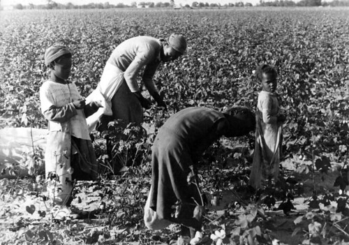 Black woman and young girls picking cotton Title Black wo… Flickr