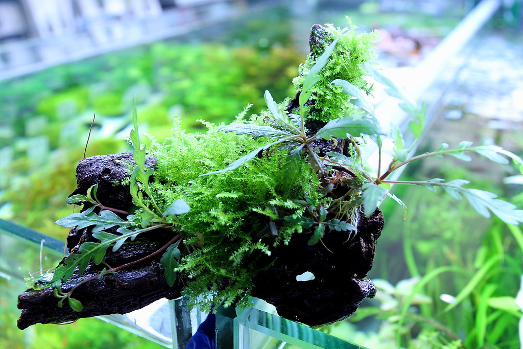 Hygrophila Pinnatifida And Moss Tropica Aquadecor Flickr