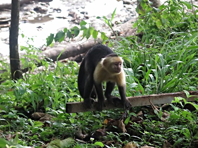 Montezuma five days in paradise Neverending Everywhere