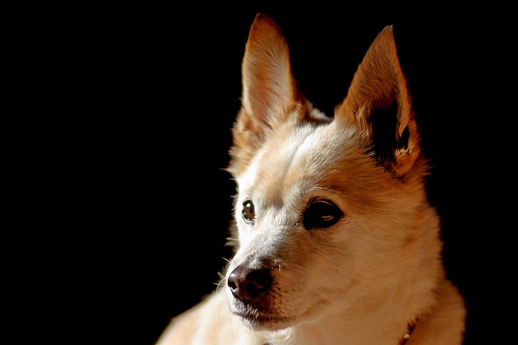 dog The dog usually turns his head completely away when I … Flickr