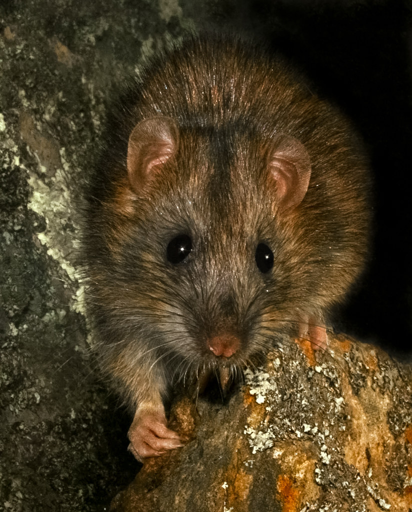 Norway Rat (1) Ratty! A wild Norway rat (Rattus norvegicus… Flickr