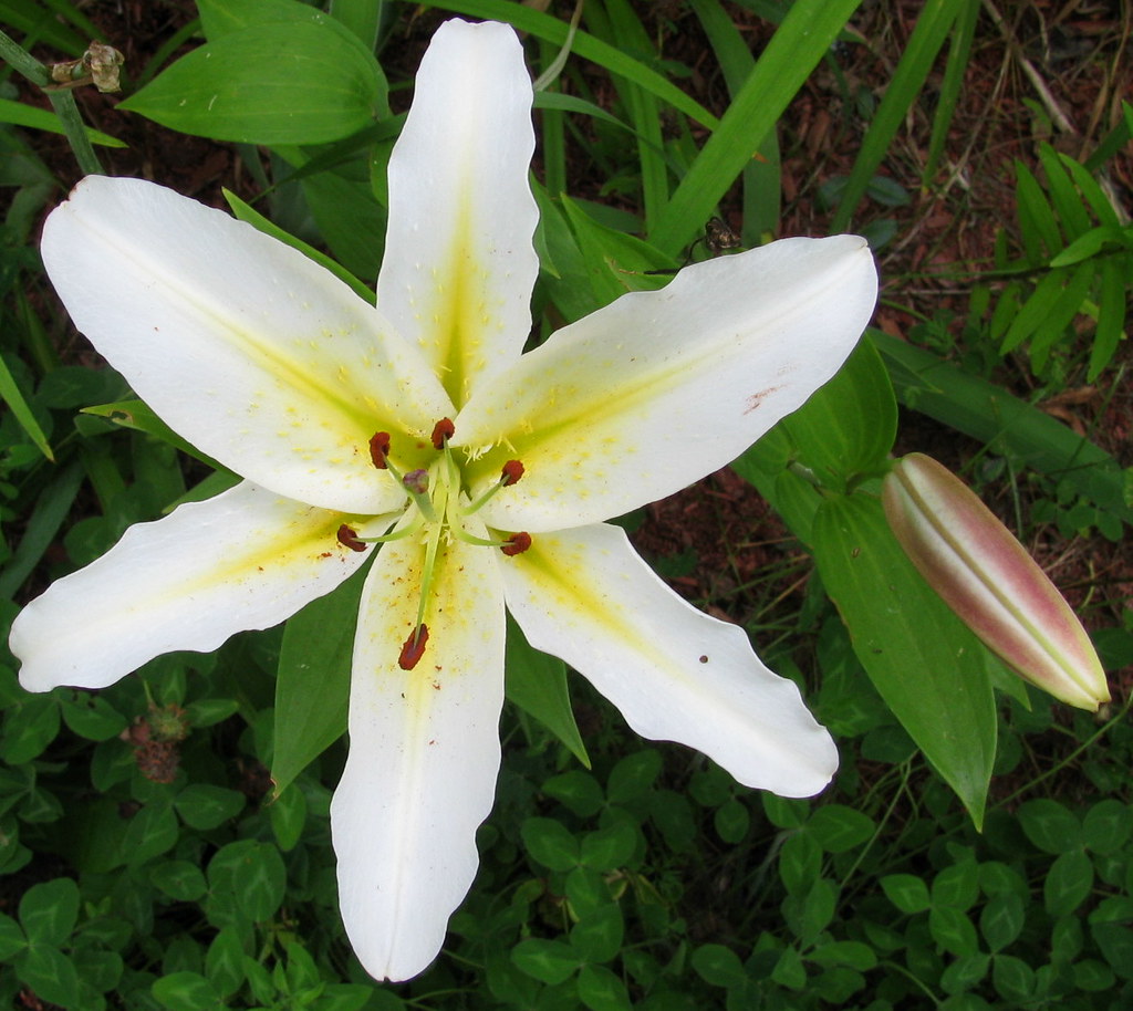 WHITE LILY WITH SOFT YELLOW SPIKES..... Lilium Are trump… Flickr
