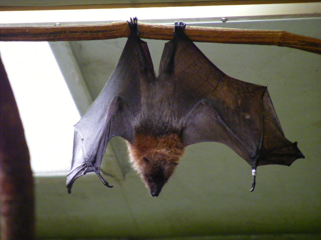 Rodrigues fruit bat Rodrigues fruit bat taken at Drusill… Flickr