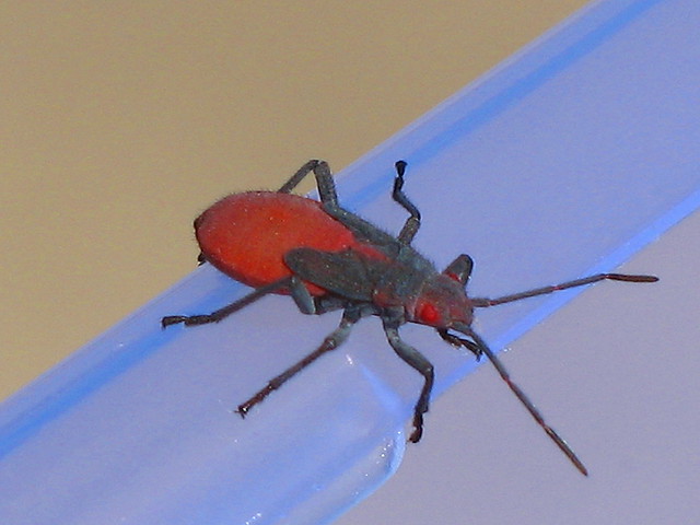 Redshouldered Bug Jadera haematoloma Flickr Photo Sharing!