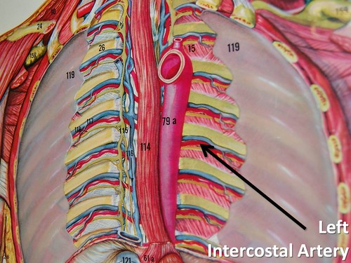 Left intercostal artery The Anatomy of the Arteries Visu