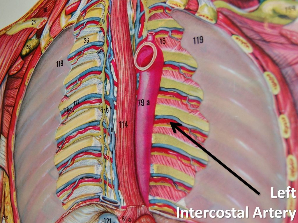 Left intercostal artery The Anatomy of the Arteries Visu