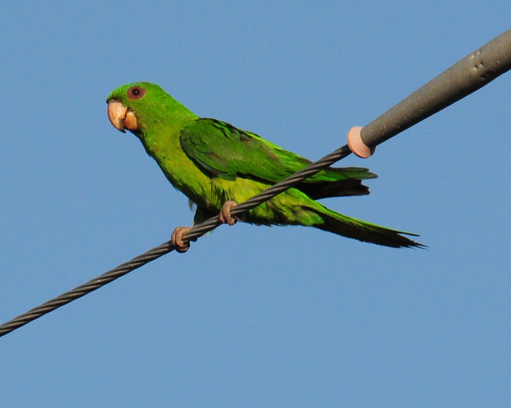 Green Parakeet (Aratinga holochlora), McAllen, Texas Flickr