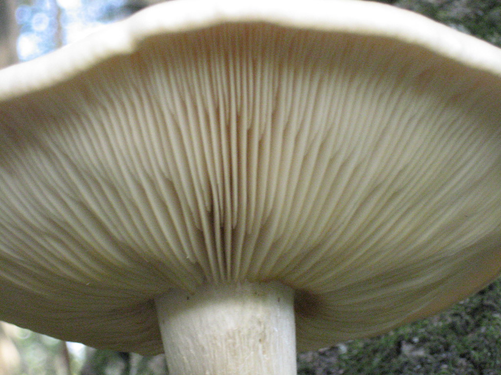 Elm Oyster mushroom an elm oyster mushroom found in Iowa. Lokyra Stone Flickr