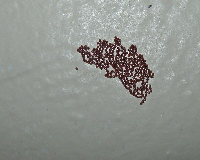 Insect Eggs On The Wall 1... Flickr Photo Sharing!