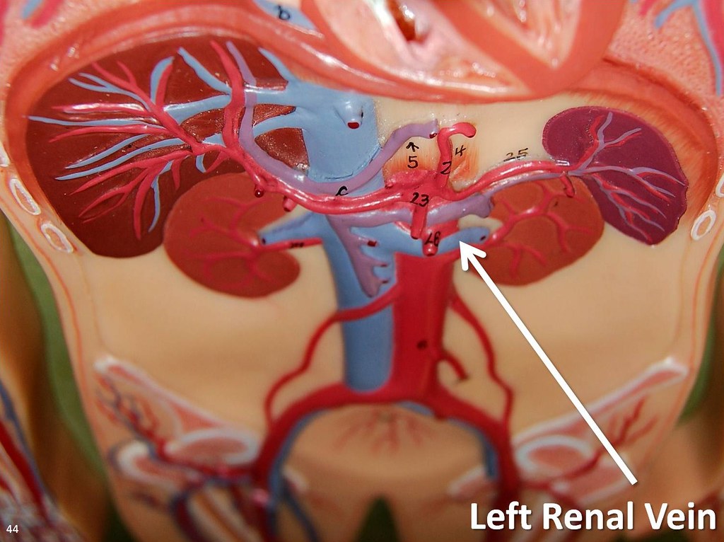 Left renal vein The Anatomy of the Veins Visual Guide, p