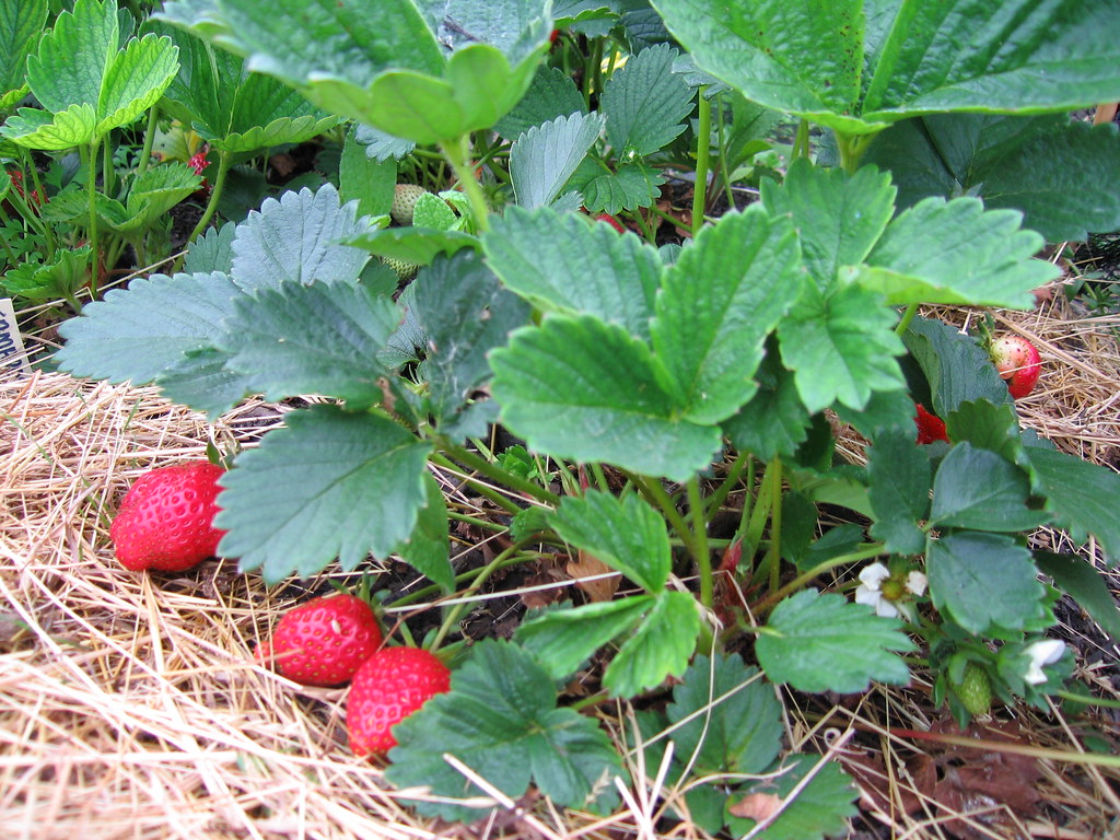 Strawberries Strawberry plant fruiting in my strawberry pa… Flickr