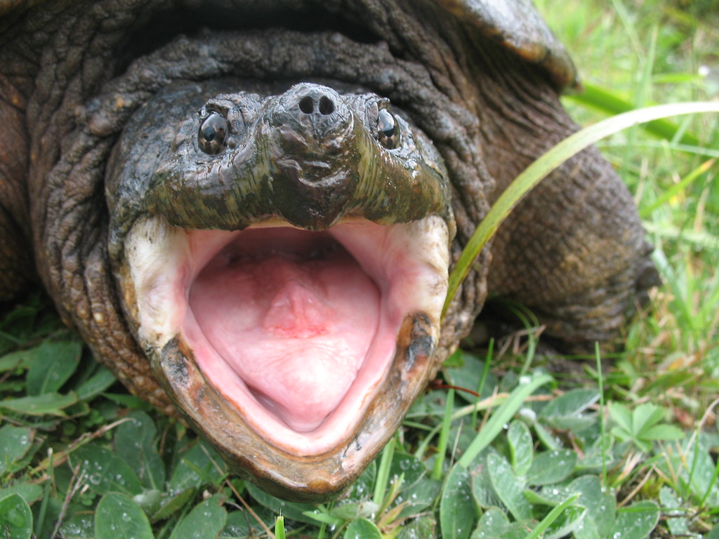 Alligator Snapping Turtle While I was taking photos of