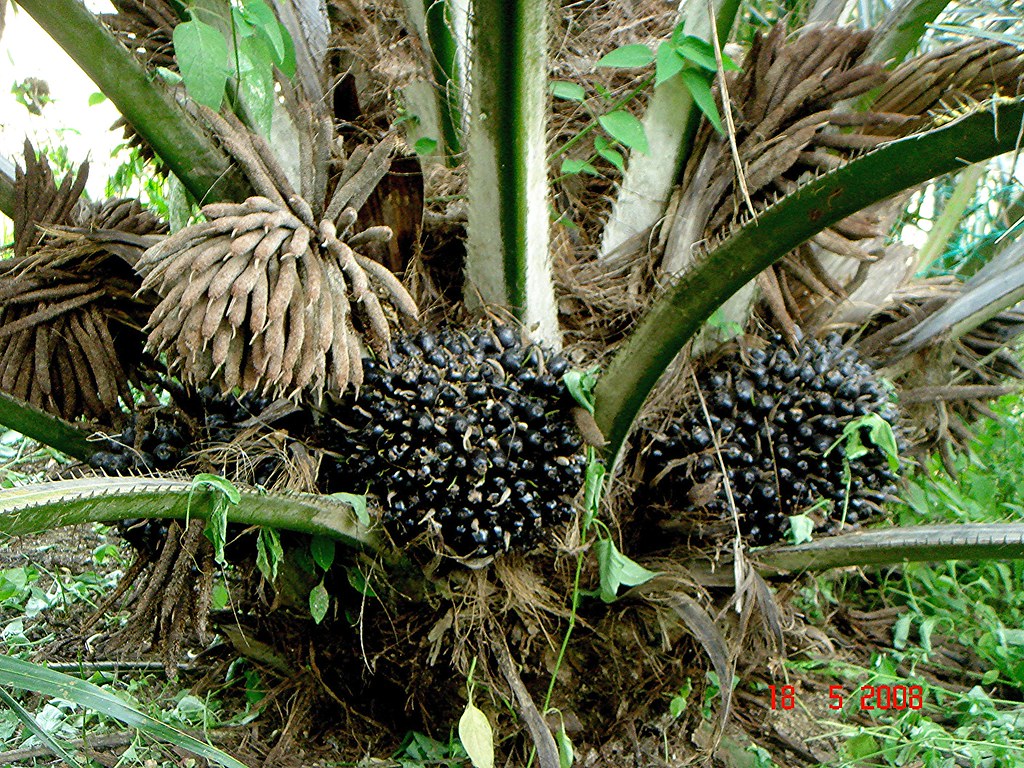 Elaeis guineensis Jacq. (subsp. nigrescens) Bukit Tagar