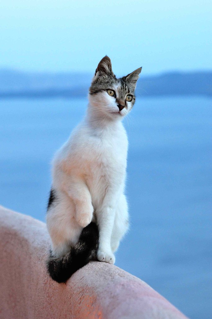 Enlightenment This stray cat visited us many times during … Flickr