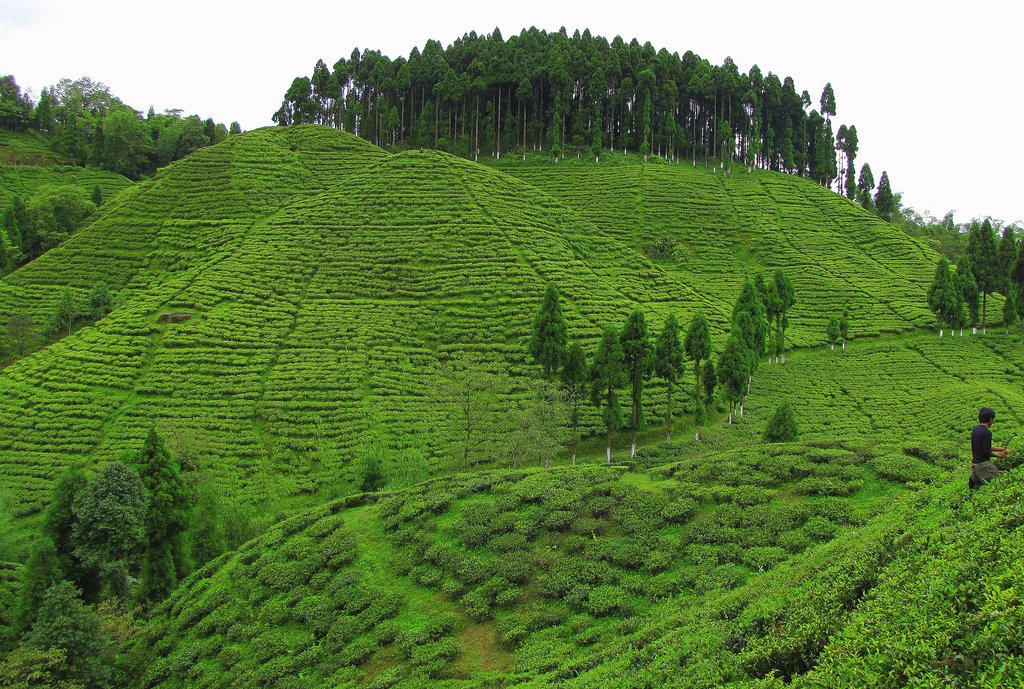 Tea Garden, Darjeeling, West Bengal, India. Darjeeling Tea… Flickr