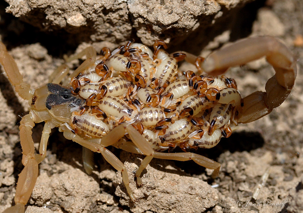 Striped Bark Scorpion (and lotsa babies) Centruroides vi… Flickr