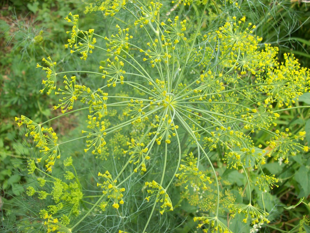 Dill flower MS101_0174 Family Apiaceae Scientific Name A… Flickr