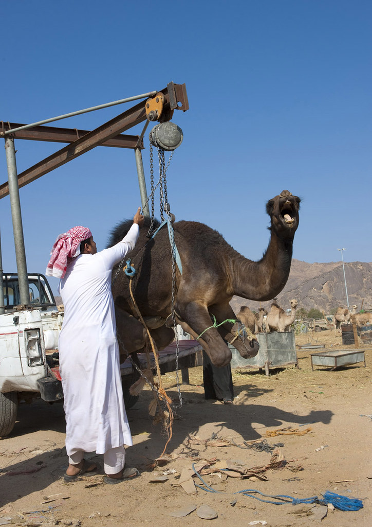 Camels in Najran market Saudi Arabia Arab poets have