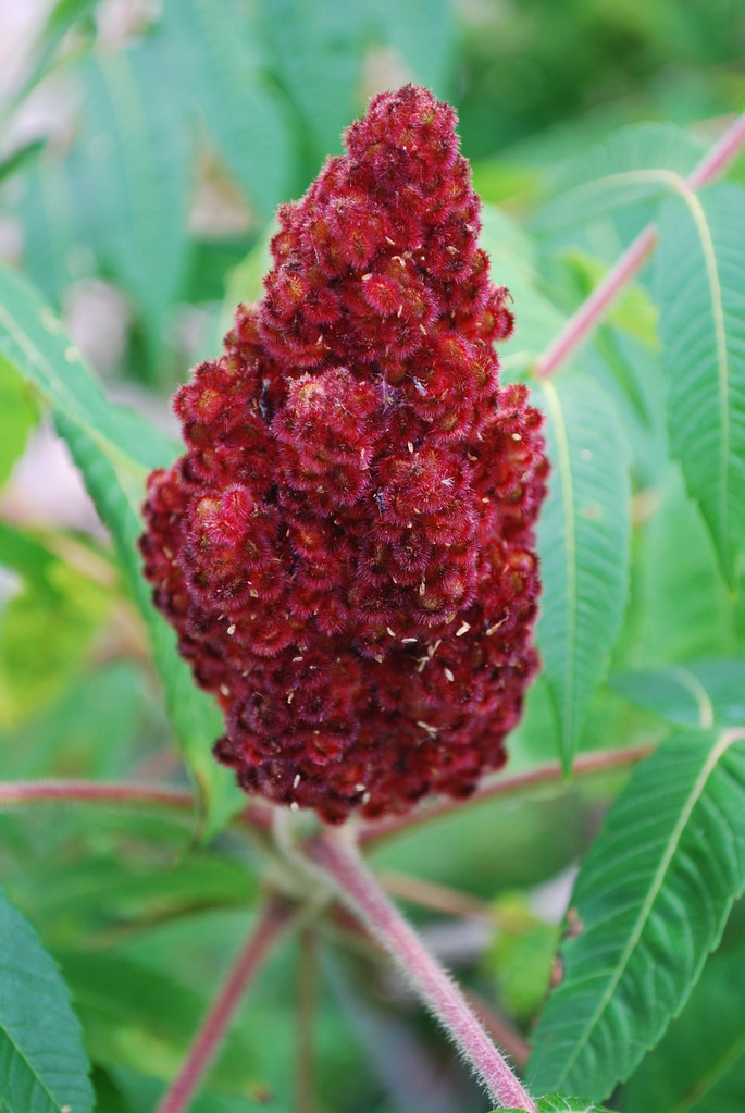 Staghorn Sumac fruit (Rhus typhina) Lower Narrows Wisconsi… Flickr