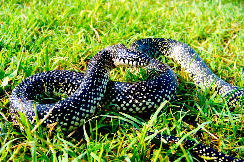 Speckled king snake southeast Missouri snakewisperer Flickr