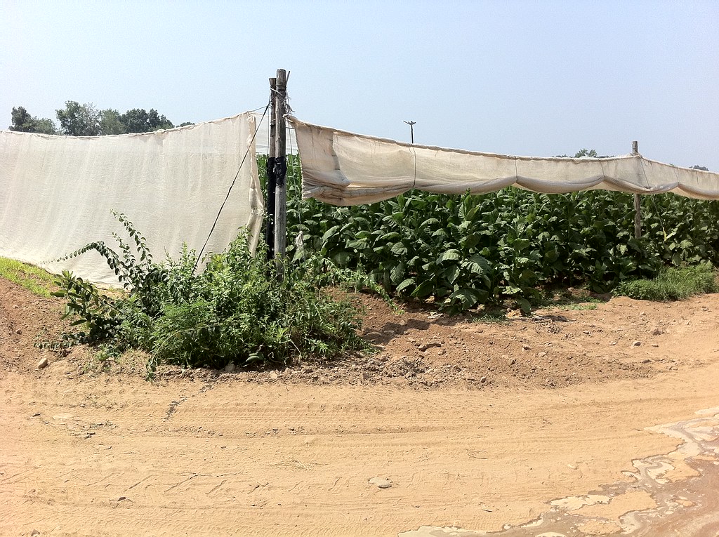 Connecticut Shade Tobacco Tobacco is grown under shade to … Flickr