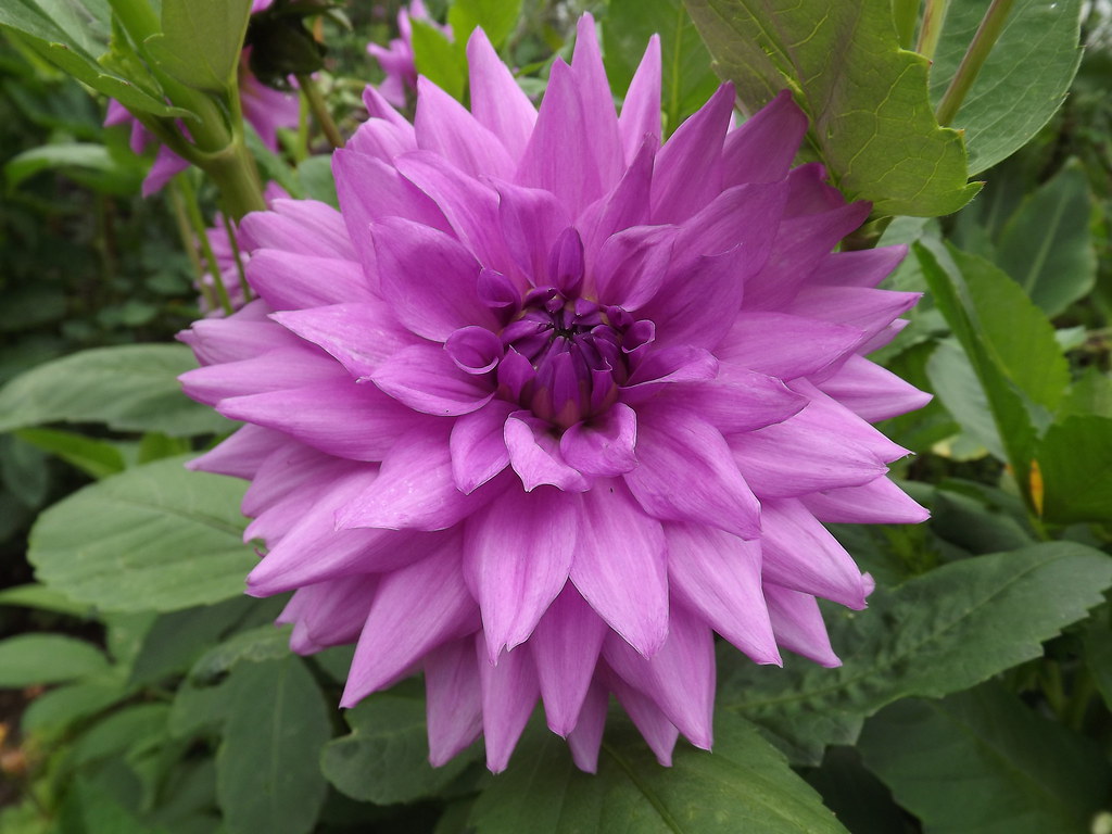 Dahlia 'Blue Boy' Dahlia 'Blue Boy' Urban Jungle Flickr