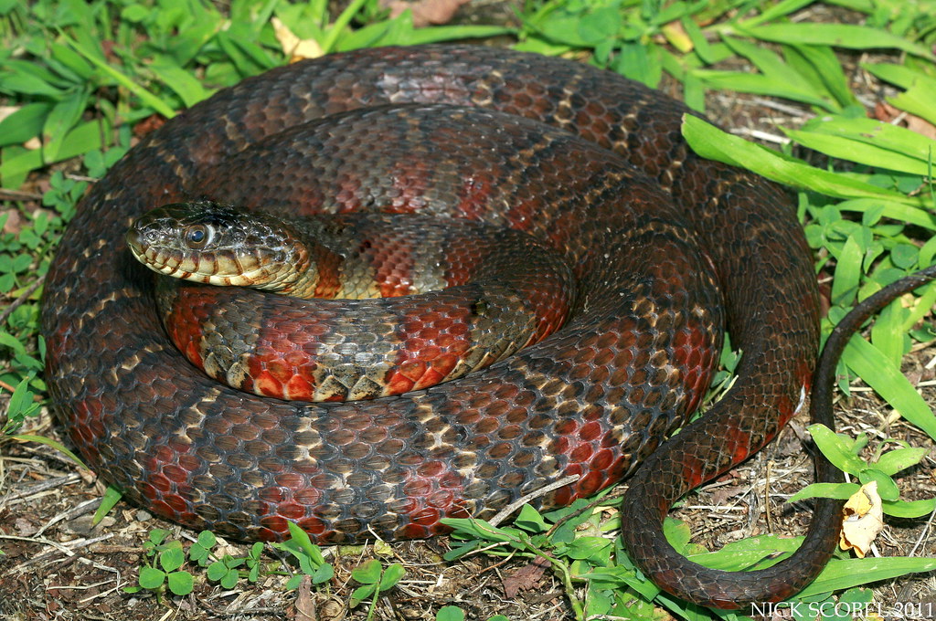 Northern Water Snake Nerodia sipedon July, 2011. New Jerse… Flickr