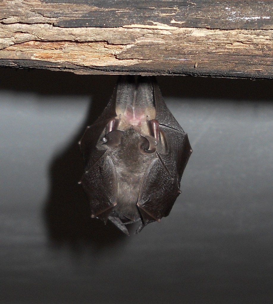 Bats mating..? I thought this was just one bat (in the s… Flickr