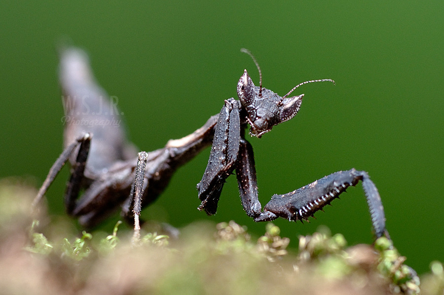 Rare Praying Mantis Best viewed in Large S.J. Trinidad & Tobago