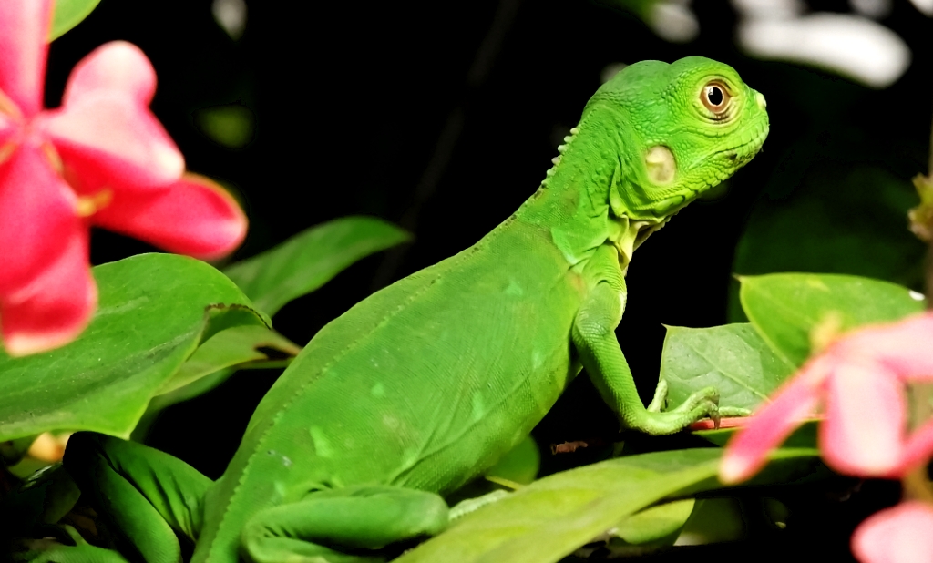 iguana bebe Gutiérrez Flickr
